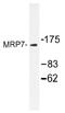 ATP Binding Cassette Subfamily C Member 10 antibody, AP01410PU-N, Origene, Western Blot image 