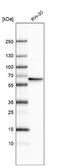 RAD23 Homolog B, Nucleotide Excision Repair Protein antibody, NBP1-89699, Novus Biologicals, Western Blot image 