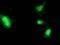 Fibroblast growth factor 21 antibody, MA5-25558, Invitrogen Antibodies, Immunocytochemistry image 