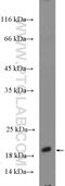 Ras Homolog, MTORC1 Binding antibody, 15924-1-AP, Proteintech Group, Western Blot image 