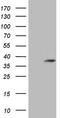Transcription Elongation Factor A Like 1 antibody, LS-C794102, Lifespan Biosciences, Western Blot image 