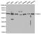 TNF Receptor Associated Factor 2 antibody, STJ25951, St John