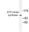 ATP Citrate Lyase antibody, LS-C176578, Lifespan Biosciences, Western Blot image 