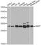 HMT antibody, MBS129568, MyBioSource, Western Blot image 