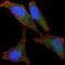BPI Fold Containing Family B Member 1 antibody, MA5-17112, Invitrogen Antibodies, Immunofluorescence image 