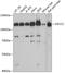 Activating Signal Cointegrator 1 Complex Subunit 2 antibody, GTX66208, GeneTex, Western Blot image 