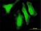 Dual Specificity Phosphatase 14 antibody, H00011072-M02, Novus Biologicals, Immunocytochemistry image 