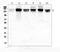 Inositol Polyphosphate Phosphatase Like 1 antibody, A01790, Boster Biological Technology, Western Blot image 