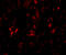 Actin filament-associated protein 1-like 2 antibody, 5221, ProSci, Immunofluorescence image 