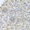 Apolipoprotein A5 antibody, A1424, ABclonal Technology, Immunohistochemistry paraffin image 