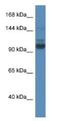 SEC31 Homolog A, COPII Coat Complex Component antibody, NBP1-79575, Novus Biologicals, Western Blot image 