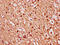 Fibroblast Growth Factor 1 antibody, LS-C375724, Lifespan Biosciences, Immunohistochemistry paraffin image 