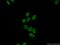 Surfeit 2 antibody, 16522-1-AP, Proteintech Group, Immunofluorescence image 
