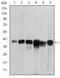 Survival Of Motor Neuron 2, Centromeric antibody, MA5-15858, Invitrogen Antibodies, Western Blot image 