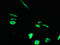 Tetraspanin 15 antibody, LS-C376935, Lifespan Biosciences, Immunofluorescence image 