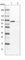 Leishmanolysin-like peptidase antibody, HPA028844, Atlas Antibodies, Western Blot image 