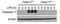 Caspase 4 antibody, NB120-10454, Novus Biologicals, Western Blot image 