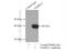 Mitogen-Activated Protein Kinase 12 antibody, 20184-1-AP, Proteintech Group, Immunoprecipitation image 