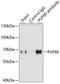 Poly(U) Binding Splicing Factor 60 antibody, GTX33446, GeneTex, Immunoprecipitation image 