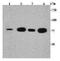 Cdk5 And Abl Enzyme Substrate 2 antibody, orb318978, Biorbyt, Western Blot image 