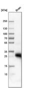 Aquaporin 4 antibody, NBP1-87679, Novus Biologicals, Western Blot image 