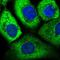 Eukaryotic Translation Initiation Factor 3 Subunit D antibody, NBP2-58658, Novus Biologicals, Immunofluorescence image 