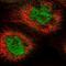 Cleavage And Polyadenylation Specific Factor 7 antibody, NBP1-89868, Novus Biologicals, Immunofluorescence image 