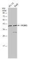 Poly(RC) Binding Protein 3 antibody, GTX118656, GeneTex, Western Blot image 