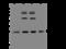 NADH:Ubiquinone Oxidoreductase Core Subunit V2 antibody, 203802-T44, Sino Biological, Western Blot image 