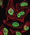 Kruppel Like Factor 6 antibody, abx032886, Abbexa, Immunofluorescence image 
