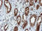 Migration And Invasion Enhancer 1 antibody, LS-C336896, Lifespan Biosciences, Immunohistochemistry paraffin image 