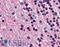 Enolase 2 antibody, LS-B2890, Lifespan Biosciences, Immunohistochemistry frozen image 