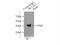 BCL2 Like 1 antibody, 10783-1-AP, Proteintech Group, Immunoprecipitation image 
