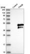 BRI antibody, HPA029292, Atlas Antibodies, Western Blot image 