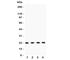 PTTG1 Regulator Of Sister Chromatid Separation, Securin antibody, R31364, NSJ Bioreagents, Western Blot image 