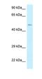 Dematin Actin Binding Protein antibody, orb326398, Biorbyt, Western Blot image 