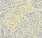 CD300 Molecule Like Family Member F antibody, LS-C371653, Lifespan Biosciences, Immunohistochemistry paraffin image 