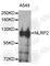 NLR Family Pyrin Domain Containing 2 antibody, A8233, ABclonal Technology, Western Blot image 