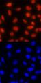 DNA topoisomerase 2-beta antibody, MAB6348, R&D Systems, Immunofluorescence image 
