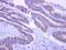 EPS8 Like 2 antibody, NBP2-16357, Novus Biologicals, Immunohistochemistry frozen image 