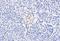 Cholecystokinin B Receptor antibody, GTX89402, GeneTex, Immunohistochemistry paraffin image 