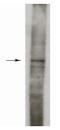 Sphingosine Kinase 1 antibody, AP05277PU-N, Origene, Western Blot image 