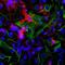 TACO antibody, NB110-58867, Novus Biologicals, Immunofluorescence image 