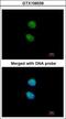 Zinc finger protein with KRAB and SCAN domains 3 antibody, GTX106039, GeneTex, Immunofluorescence image 