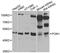 Paraoxonase 1 antibody, LS-C746777, Lifespan Biosciences, Western Blot image 