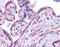 Transcription factor Maf antibody, ARP38607_P050, Aviva Systems Biology, Immunohistochemistry paraffin image 