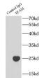 Transcription Factor A, Mitochondrial antibody, FNab08615, FineTest, Immunoprecipitation image 