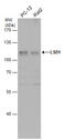 Lysine Demethylase 1A antibody, GTX115660, GeneTex, Western Blot image 