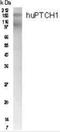 Patched 1 antibody, NB200-118, Novus Biologicals, Western Blot image 