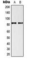 TRAF3 Interacting Protein 1 antibody, LS-C354164, Lifespan Biosciences, Western Blot image 